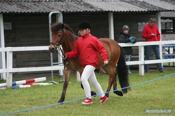 Anden særlig race Buster Larsen. (SOLGT) - Mønstring Dyrskue 2009... Ærespræmie.. Dejlige Buster Larsen. billede 15