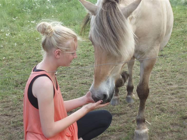 Fjordhest Trine billede 16