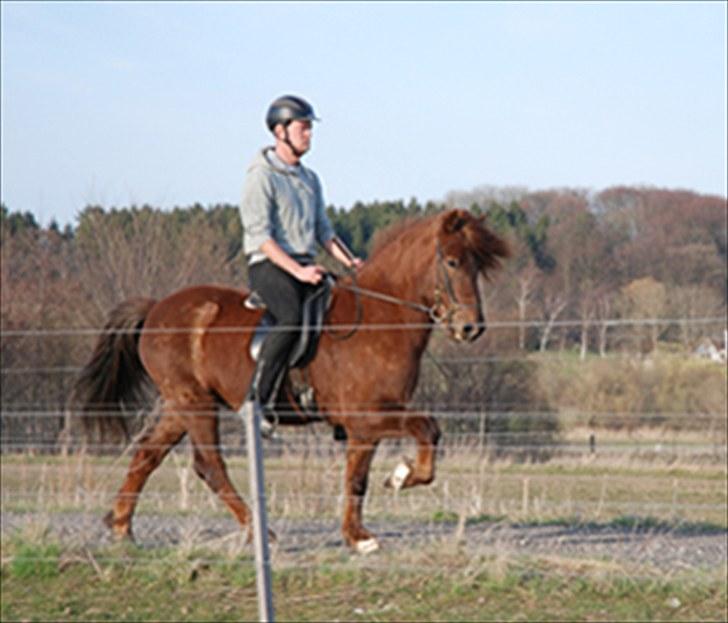 Islænder Prins fra Dalsmynni  billede 7