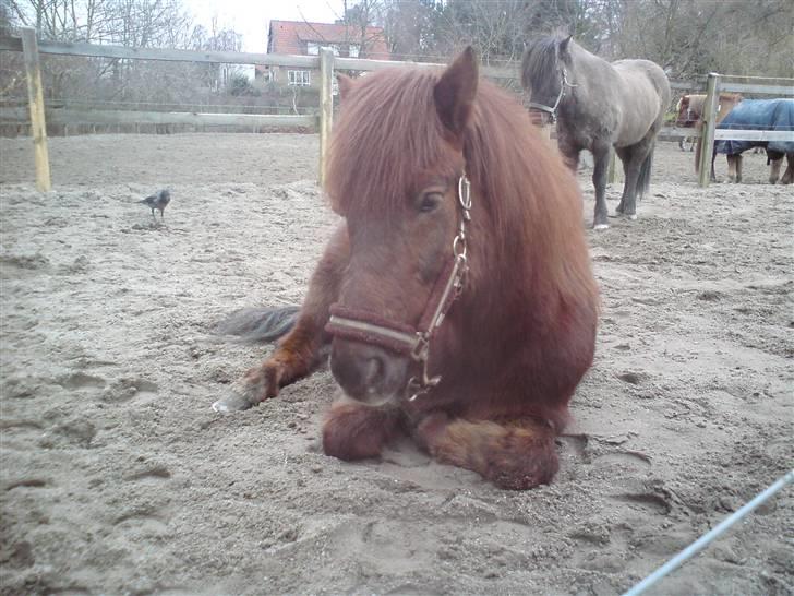 Islænder Prins fra Dalsmynni  billede 11