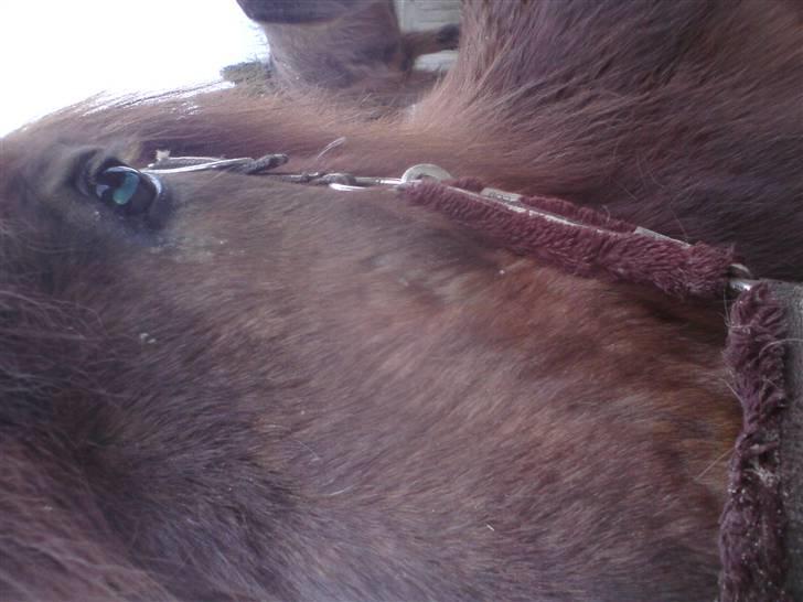 Islænder Prins fra Dalsmynni  billede 13