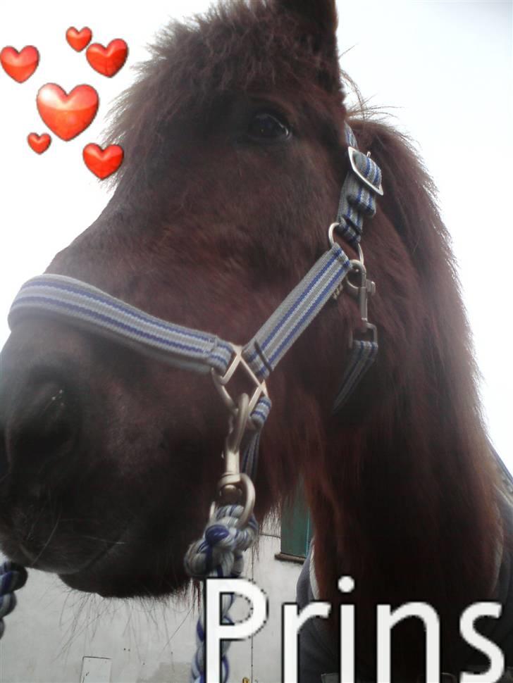 Islænder Prins fra Dalsmynni  billede 16