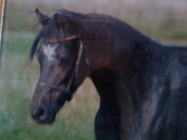 Welsh Pony (sec B) Klintholms SirJames - Søde lille James som åring  billede 12