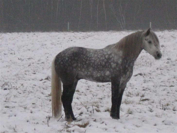 Welsh Pony (sec B) Klintholms SirJames - Søde lille James i sneen billede 13