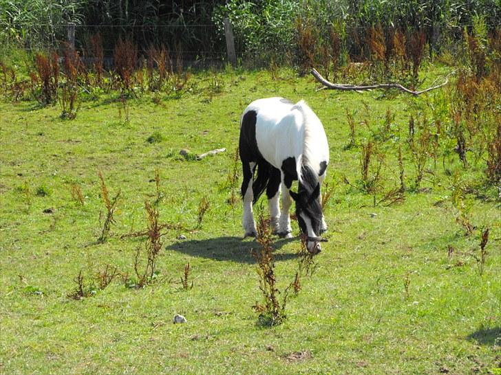 Irish Cob athos<333 - jeg kommer til og savne dig min lille ko du vil altid være i mit hjerte <3 billede 19
