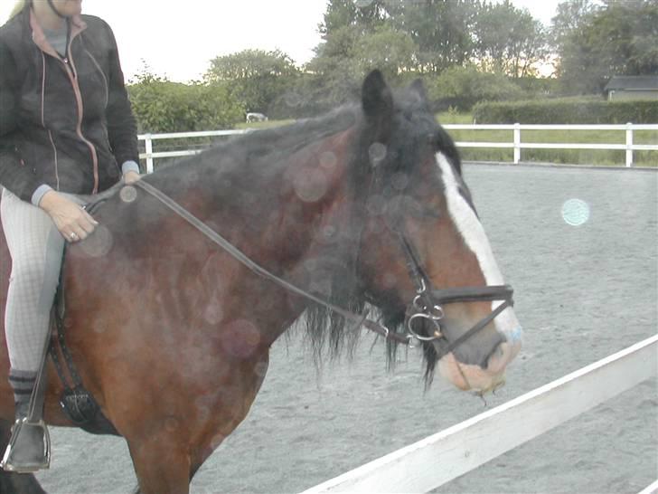 Irish Cob Bart billede 10
