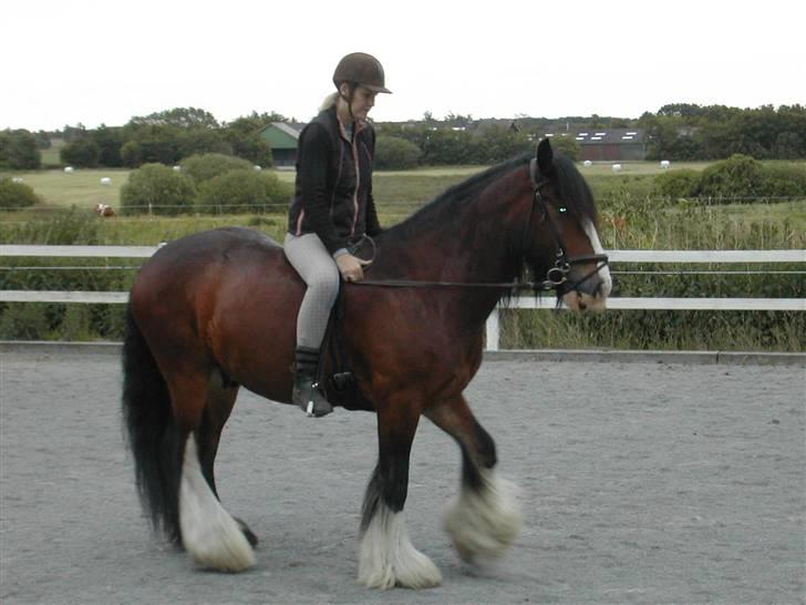Irish Cob Bart - tilbagetrædning er svært billede 11