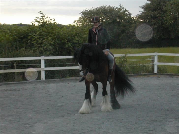 Irish Cob Bart - men man er vel lærenem billede 12