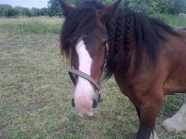 Irish Cob Bart - fine fletninger billede 13