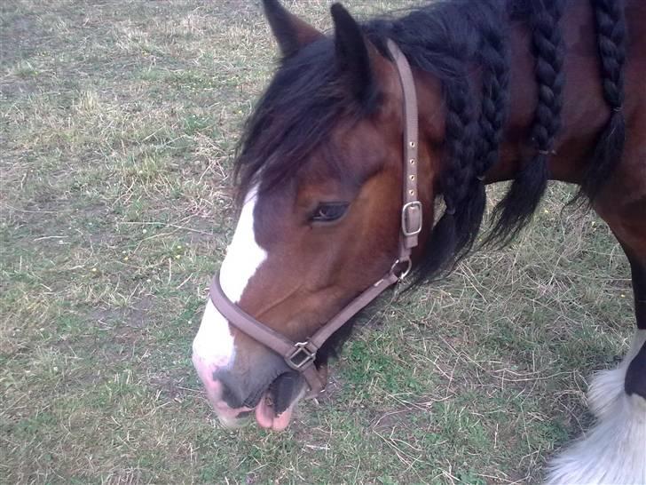 Irish Cob Bart - gaaaaab billede 14
