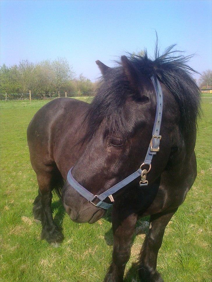 Welsh Cob (sec D) Milo billede 7