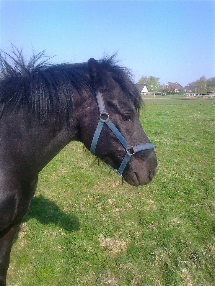 Welsh Cob (sec D) Milo - Milo og Carlos på mark billede 1