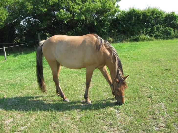Anden særlig race Star Solgt billede 1