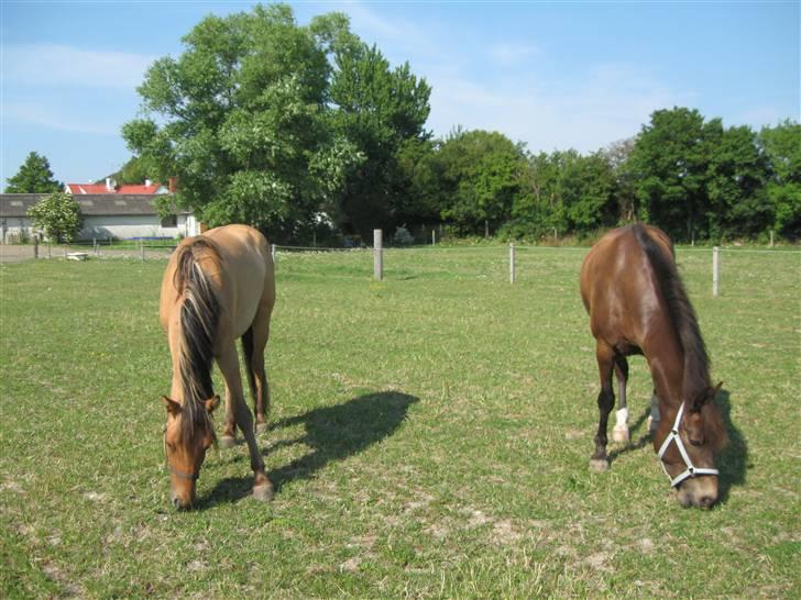 Anden særlig race Star Solgt billede 2