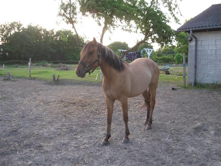 Anden særlig race Star Solgt billede 4