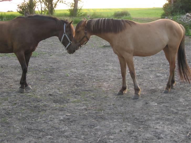 Anden særlig race Star Solgt billede 5