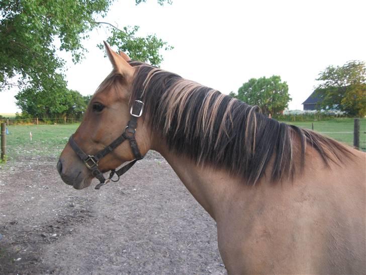 Anden særlig race Star Solgt billede 6