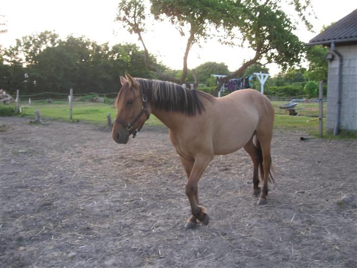 Anden særlig race Star Solgt billede 7