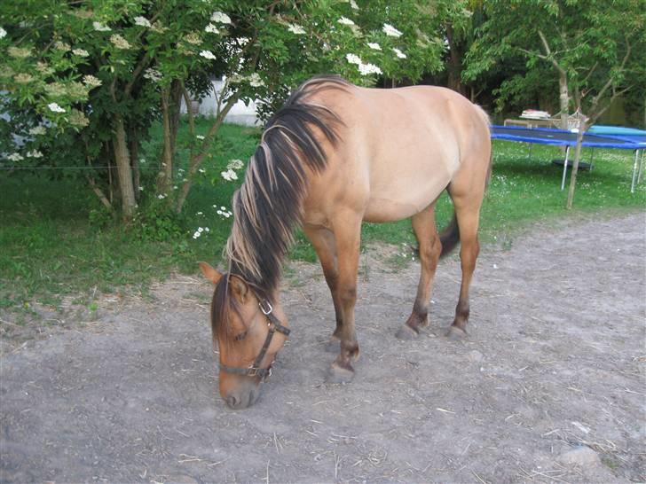 Anden særlig race Star Solgt billede 8