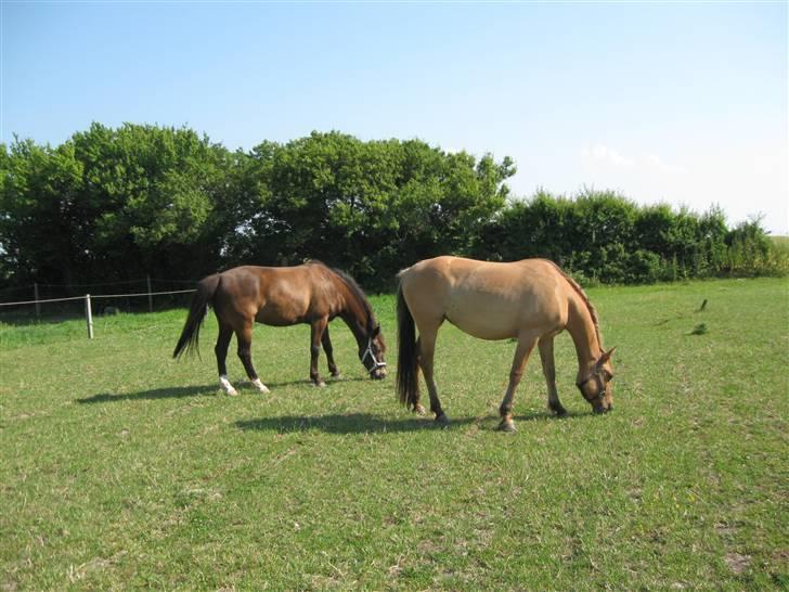 Anden særlig race Star Solgt billede 9