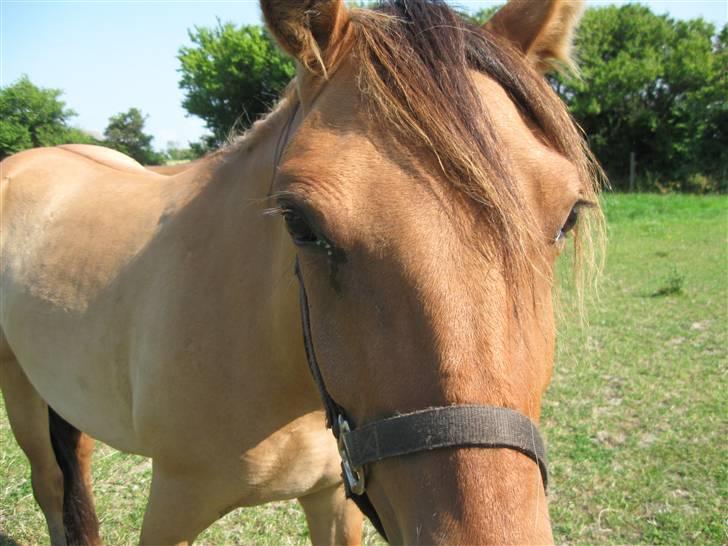 Anden særlig race Star Solgt billede 10