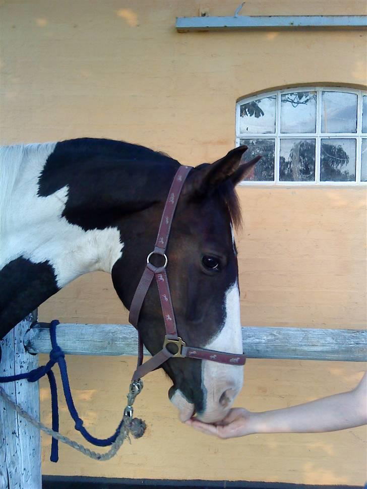 Pinto Citka Jasmina billede 16