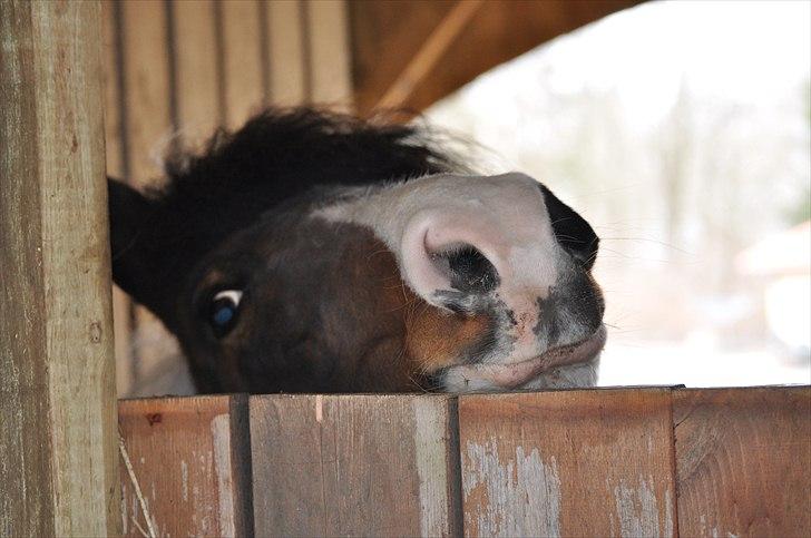 Anden særlig race Moonlight billede 3