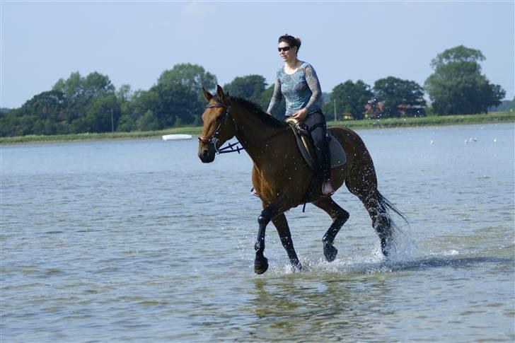 Traver avalon billede 1