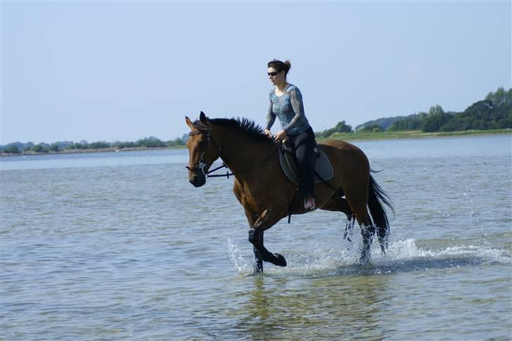 Traver avalon billede 2