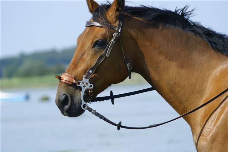 Traver avalon billede 3