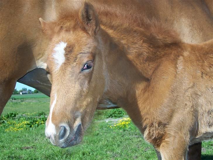 Dansk Varmblod Lundgaards Tullamore - Taget af: Dorte/Grønvang * Velkommen til lille Tullamores profil  billede 1
