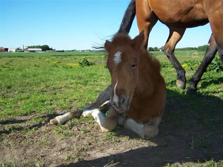 Dansk Varmblod Lundgaards Tullamore - Taget af: Dorte/Grønvang billede 2