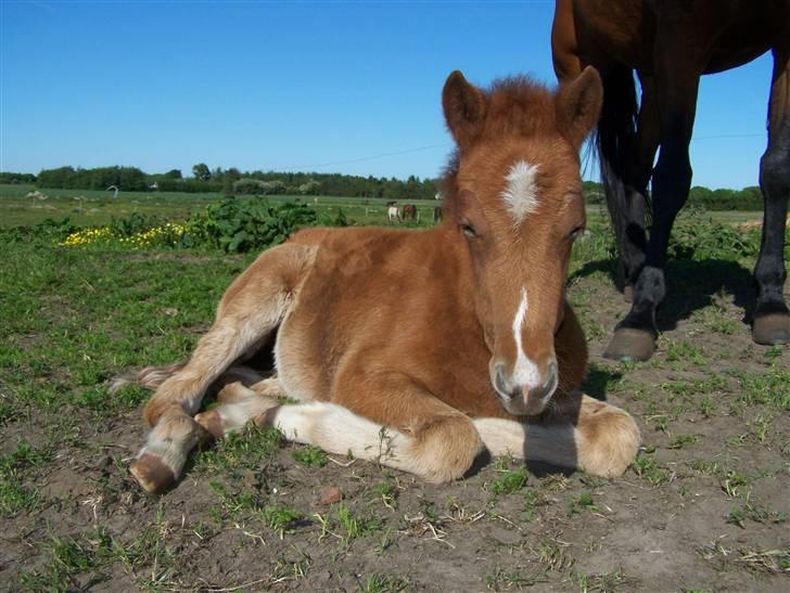 Dansk Varmblod Lundgaards Tullamore - Taget af: Dorte/Grønvang billede 3