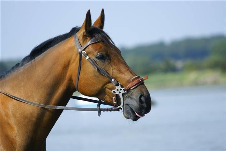 Traver avalon billede 5