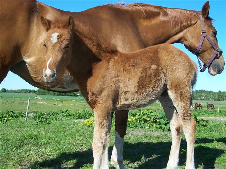 Dansk Varmblod Lundgaards Tullamore - Taget af: Dorte/Grønvang billede 4