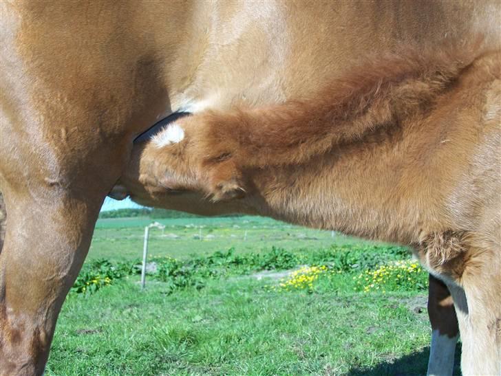 Dansk Varmblod Lundgaards Tullamore - Taget af: Dorte/Grønvang billede 5