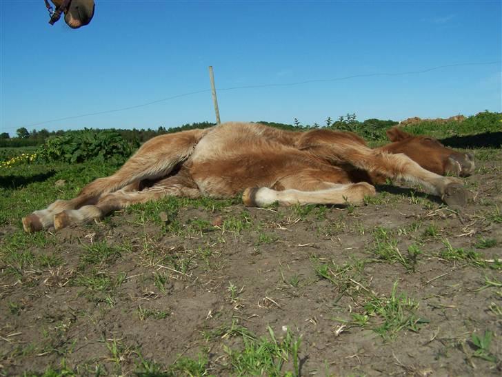 Dansk Varmblod Lundgaards Tullamore - Taget af: Dorte/Grønvang billede 6