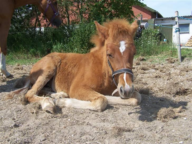 Dansk Varmblod Lundgaards Tullamore - Taget af: Dorte/Grønvang billede 7