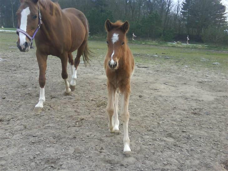 Dansk Varmblod Lundgaards Tullamore - Taget af: Dorte/Grønvang * Mor og datter :o) billede 8