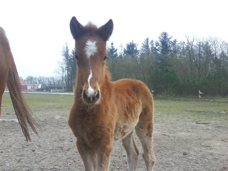 Dansk Varmblod Lundgaards Tullamore - Taget af: Dorte/Grønvang billede 9