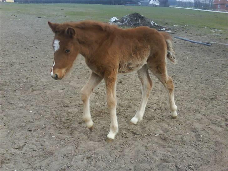 Dansk Varmblod Lundgaards Tullamore - Taget af: Dorte/Grønvang billede 10