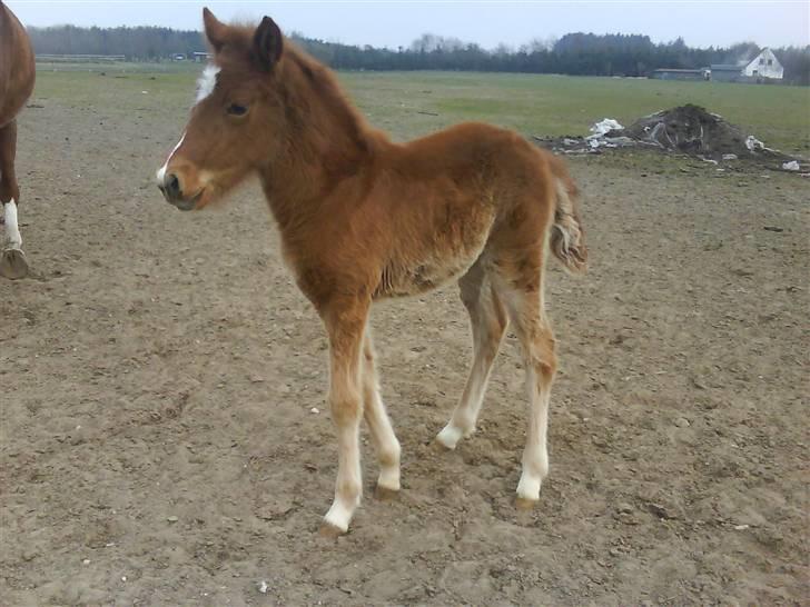 Dansk Varmblod Lundgaards Tullamore - Taget af: Dorte/Grønvang billede 11