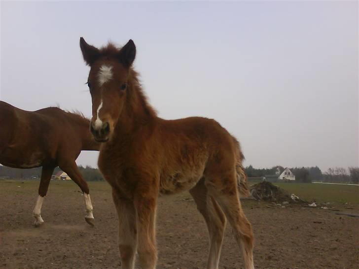 Dansk Varmblod Lundgaards Tullamore - Taget af: Dorte/Grønvang billede 12