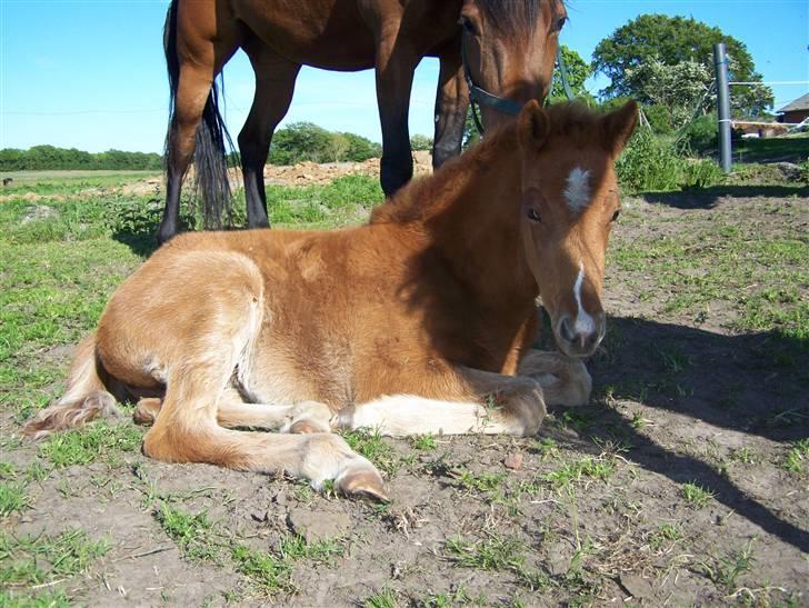 Dansk Varmblod Lundgaards Tullamore - Taget af: Dorte/Grønvang billede 13