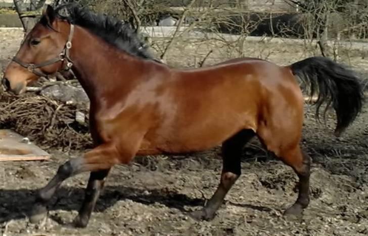 Traver avalon billede 6