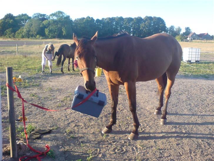 Traver avalon billede 8