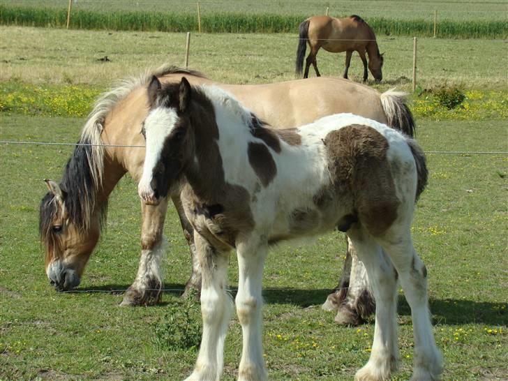 Irish Cob columbus ( solgt ) billede 16