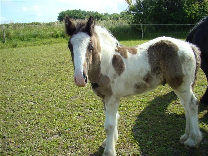 Irish Cob columbus ( solgt ) billede 17