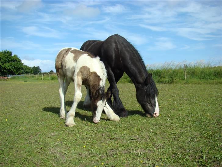 Irish Cob columbus ( solgt ) billede 18