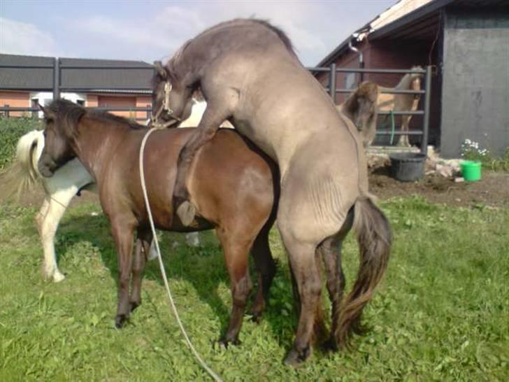 Islænder Rán - så lidt porno...griner håber på føl i 2010 billede 14